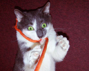 attack_the_string_4848.jpg