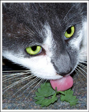 day24_too_much_catnip_4082.jpg