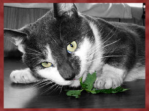 day27_my_catnip_.jpg