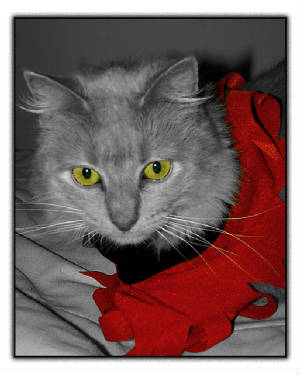 day28_miss_kitter_devil4169.jpg