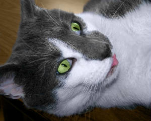 day3rusty_tongue_6261edit.jpg