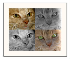 day_26kits_closeup2_final_.jpg