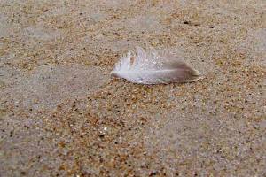 feather_7291edit1.jpg