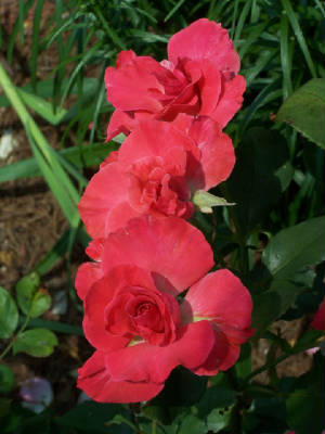 frans_roses_no_edit1968.jpg