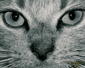 kitters_closeup_3657edited3.jpg