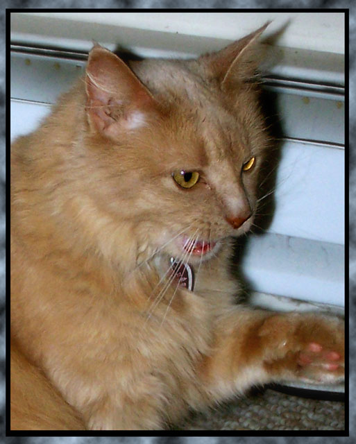 day12yawn_3809borders.jpg