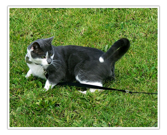 day22_not_a_leash_fan_4000.jpg
