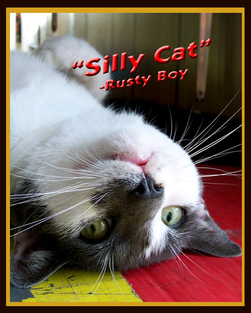 rusty_3575silly_cat_edited_.jpg